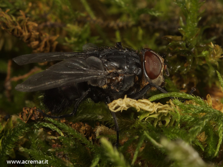 Calliphora vomitoria (Calliphoridae)