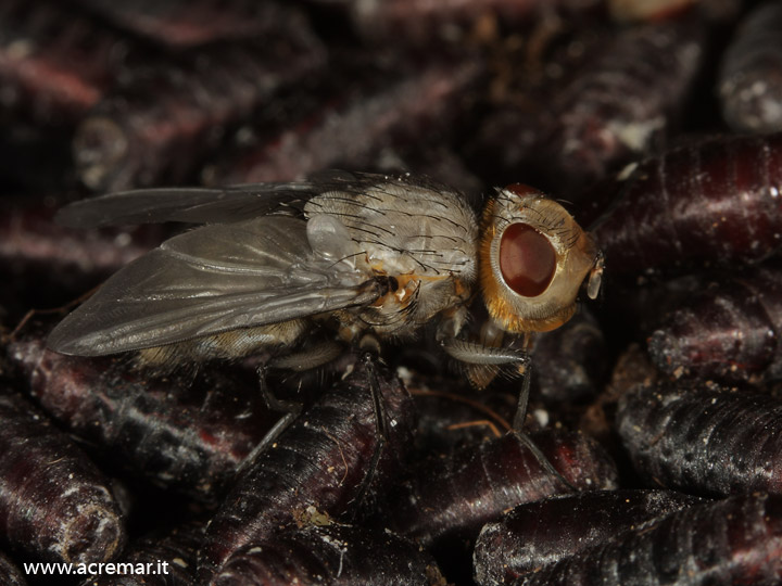 Calliphora vomitoria (Calliphoridae)