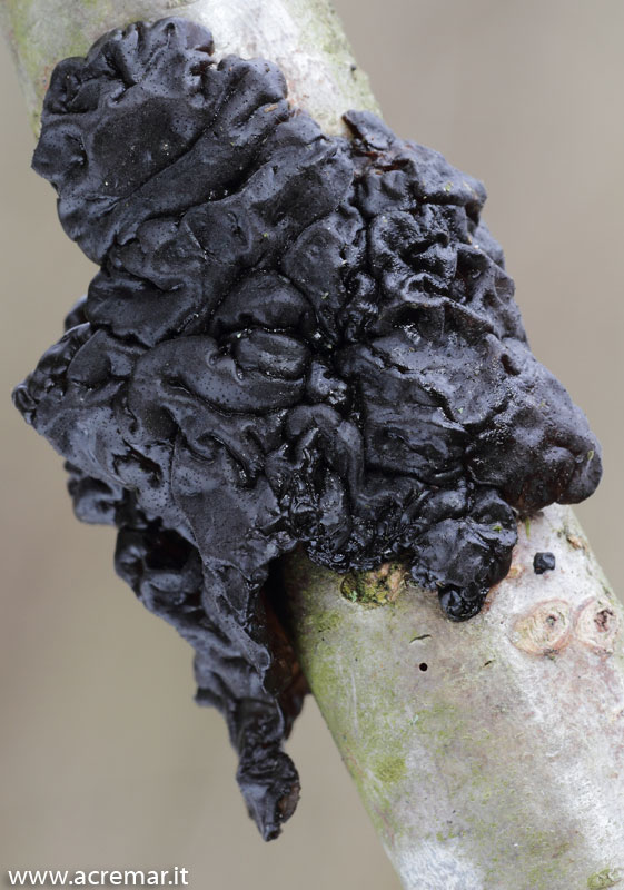 Fungo di colore nero
