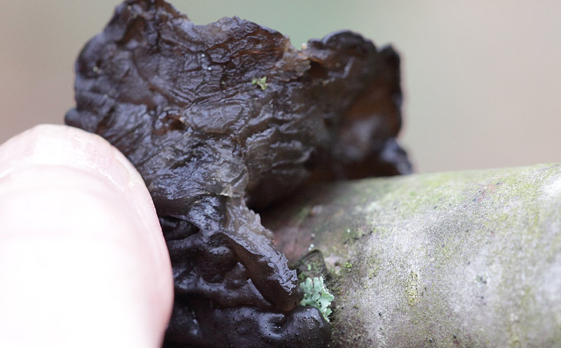 Fungo di colore nero
