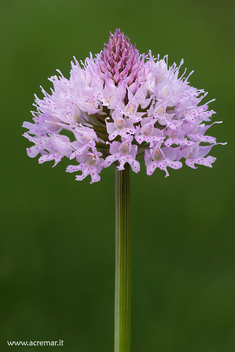 Traunsteinera globosa