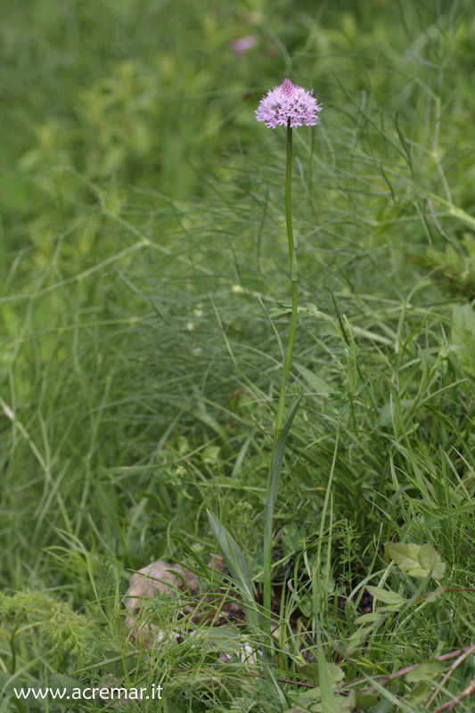 Traunsteinera globosa