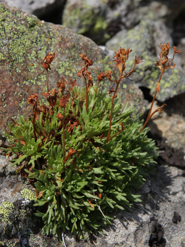 Saxifraga exarata subsp. moschata