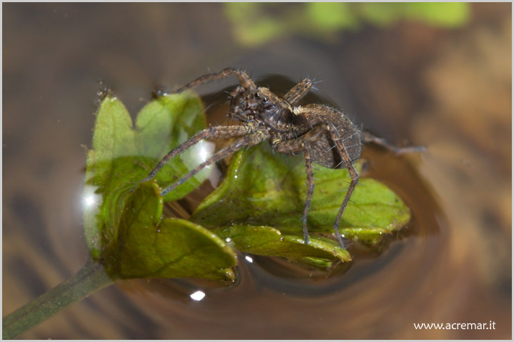 Pardosa sp.