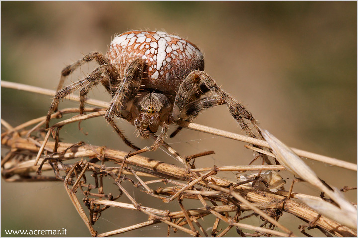 Araneus diadematus