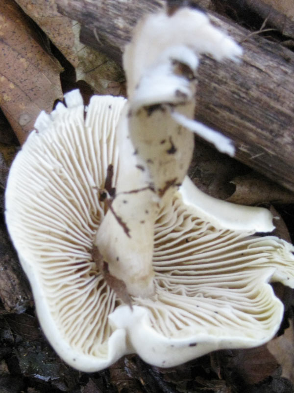 Fungo da determinare