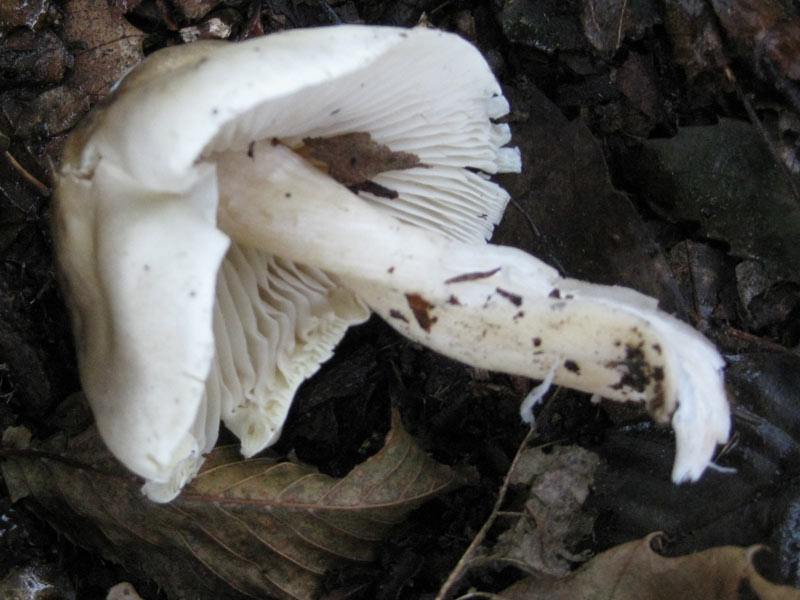 Fungo da determinare