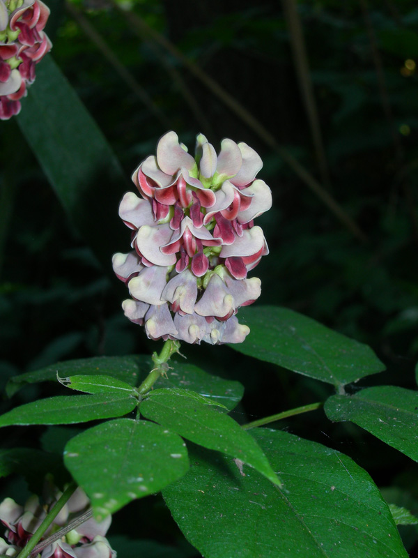 Apios americana / Glicine tuberoso
