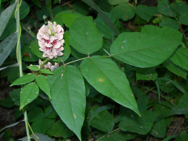 Apios americana / Glicine tuberoso