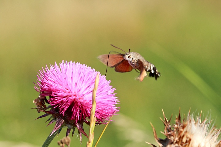 Macroglossum stellatarum