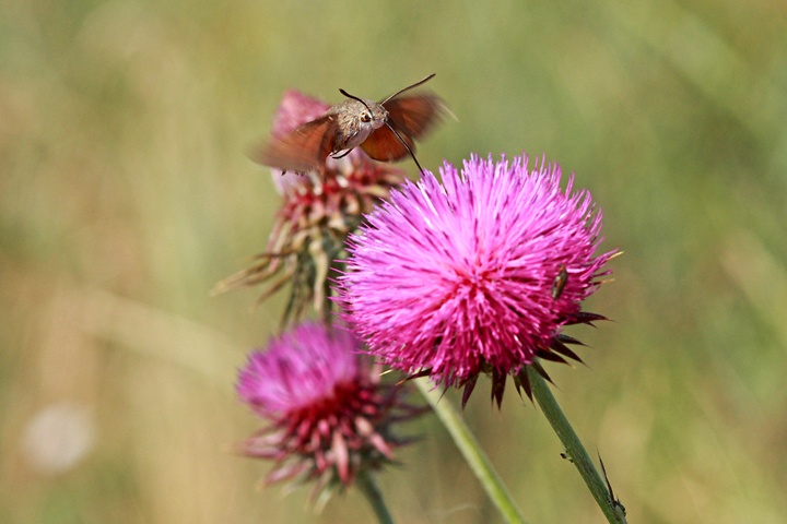 Macroglossum stellatarum