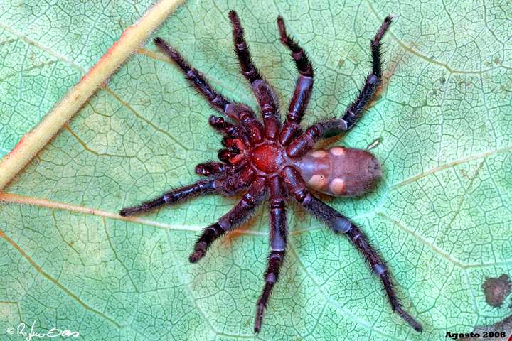 Evarcha jucunda; Amblyocarenum sp., maschio