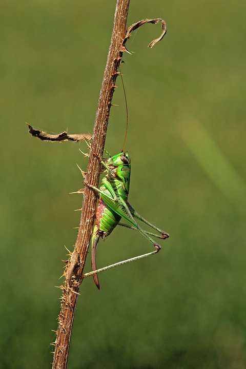 Eupholidoptera sp.