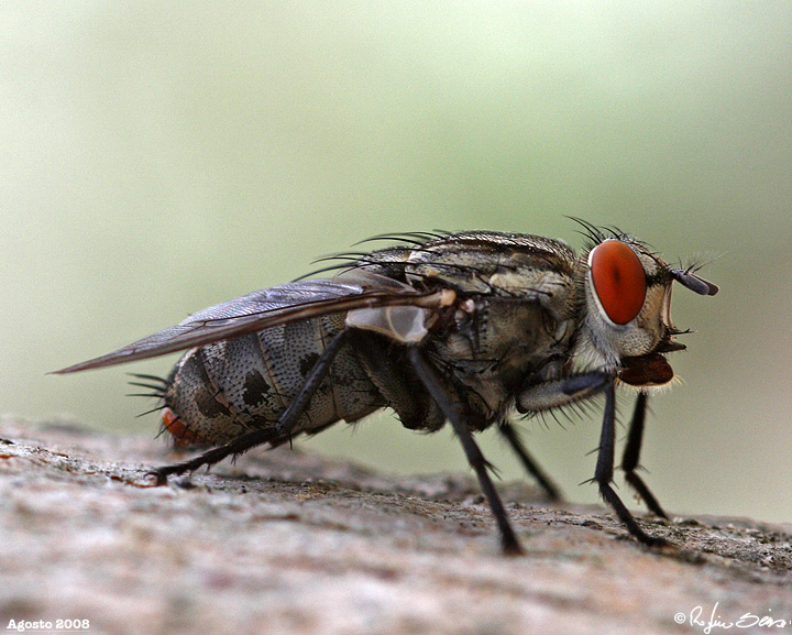 Sarcophaga sp. (Sarcophagidae)