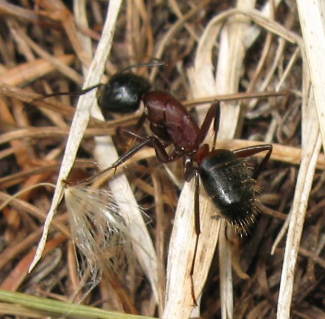 Formiche dal Trentino: Camponotus, Lasius, Formica gr. rufa