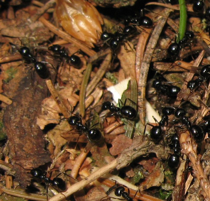 Formiche dal Trentino: Camponotus, Lasius, Formica gr. rufa