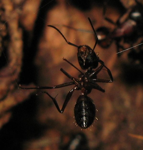 Formiche dal Trentino: Camponotus, Lasius, Formica gr. rufa
