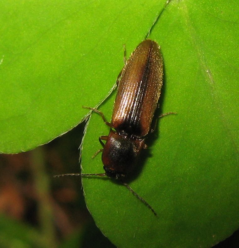 Elateridae: Dalopius marginatus