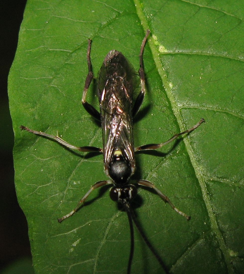 Ichneumonidae