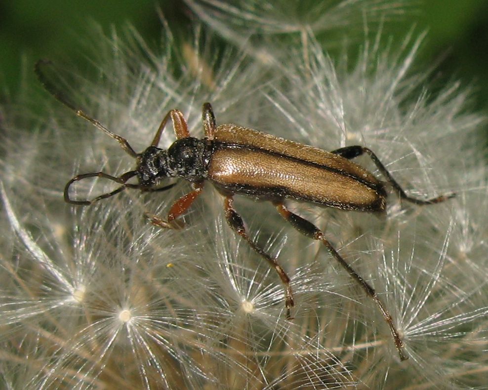 Cerambycidae: Pidonia lurida e Oxymirus cursor