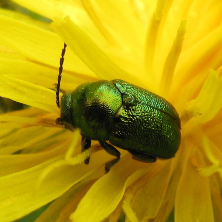 Cryptocephalus ... alpino!