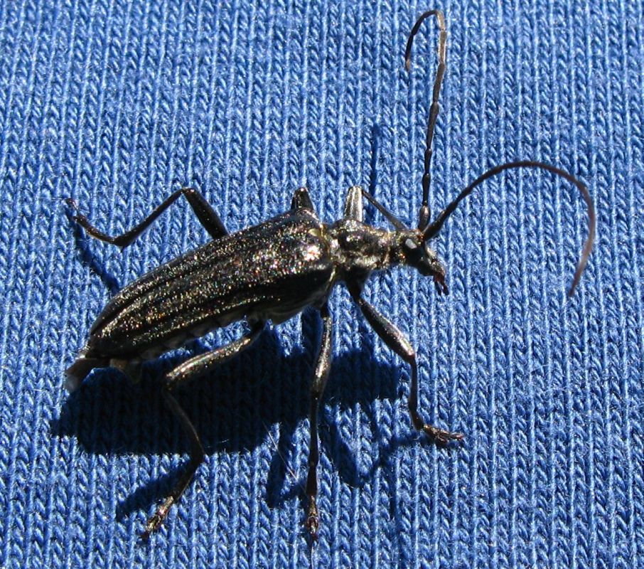 Cerambycidae: Pidonia lurida e Oxymirus cursor