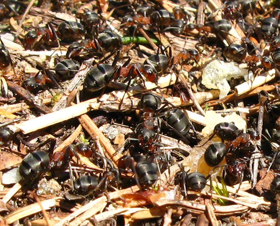 Formiche dal Trentino: Camponotus, Lasius, Formica gr. rufa