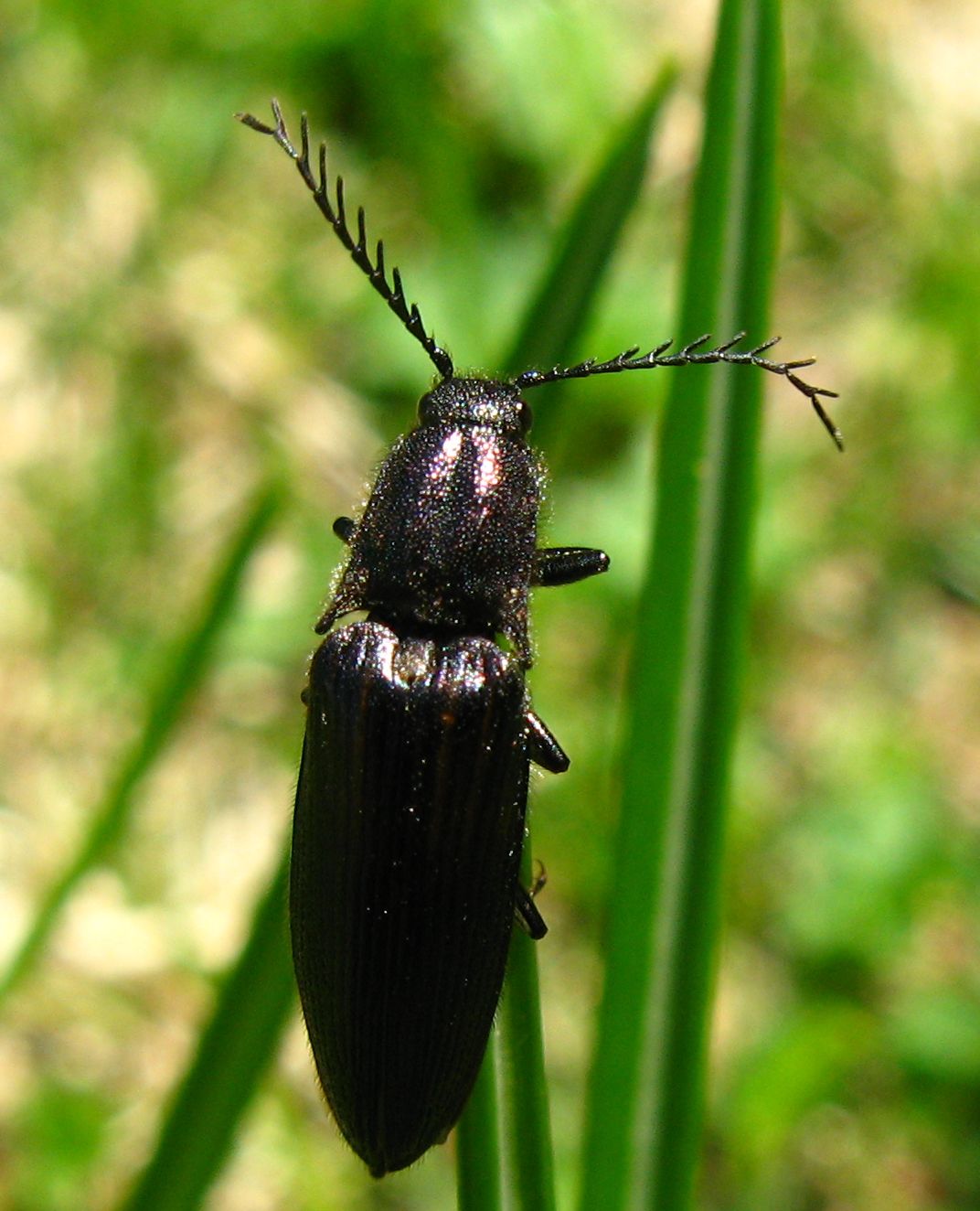 Aplocnemus? Ctenicera cuprea