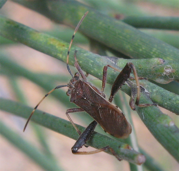 Due eterotteri sconosciuti: Camptopus lateralis
