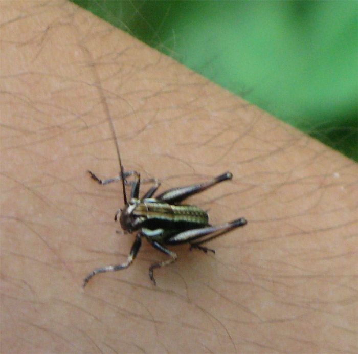 Misteriosa bestiola: neanide di Tettigoniidae