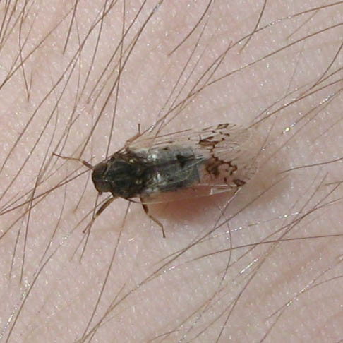 Cixius sp.