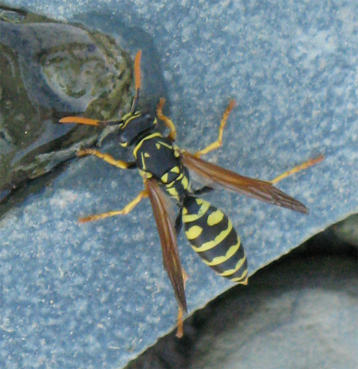 Qualche vespa... (Polistes e Vespula)