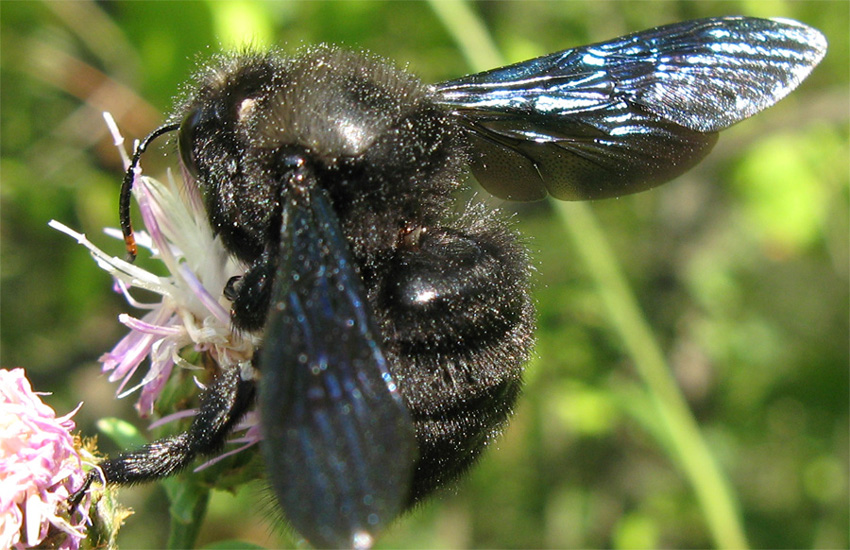 Xylocopa violacea