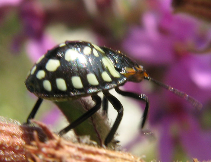 Giovani eterotteri