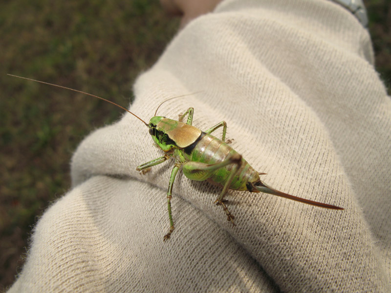 Femmina di Eupholidoptera sp.