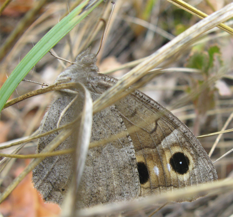 Hipparchia (Neohipparchia) statilinus