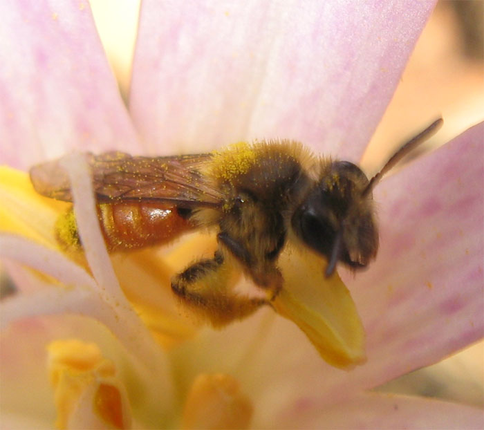 Andrena cfr. labiata  (Apidae Andreninae)