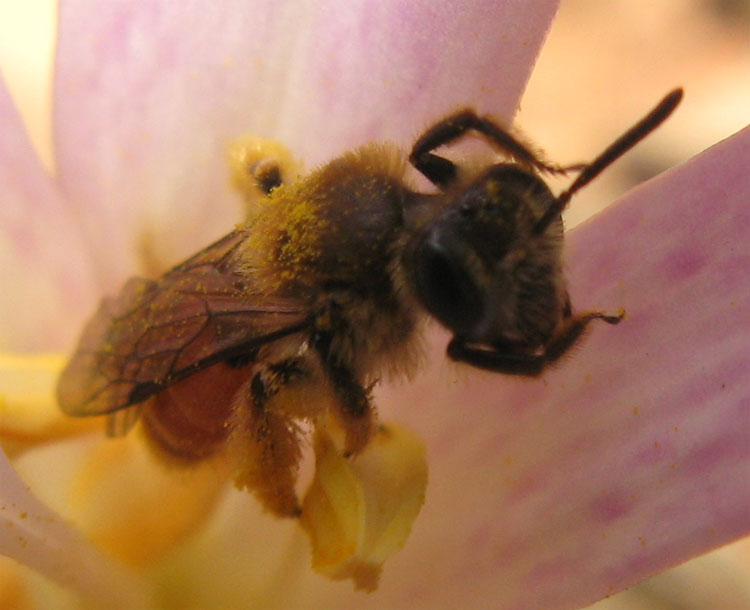 Andrena cfr. labiata  (Apidae Andreninae)
