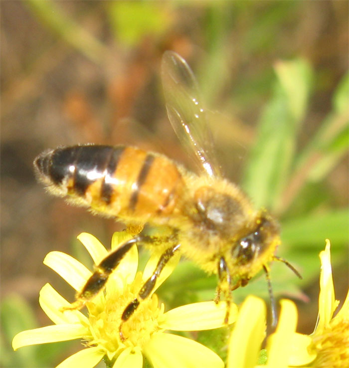 Apis mellifera.