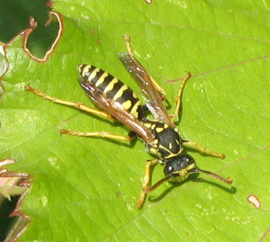 Qualche vespa... (Polistes e Vespula)