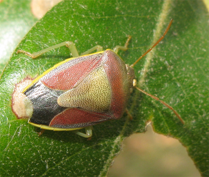 Pentatomide sconosciuto... Piezodorus lituratus