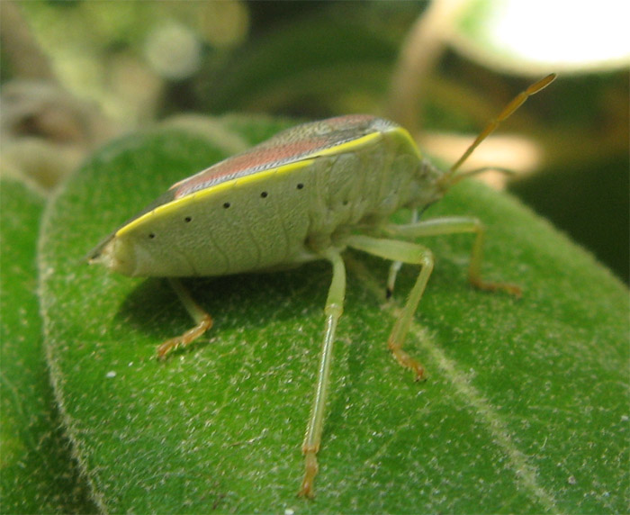 Pentatomide sconosciuto... Piezodorus lituratus