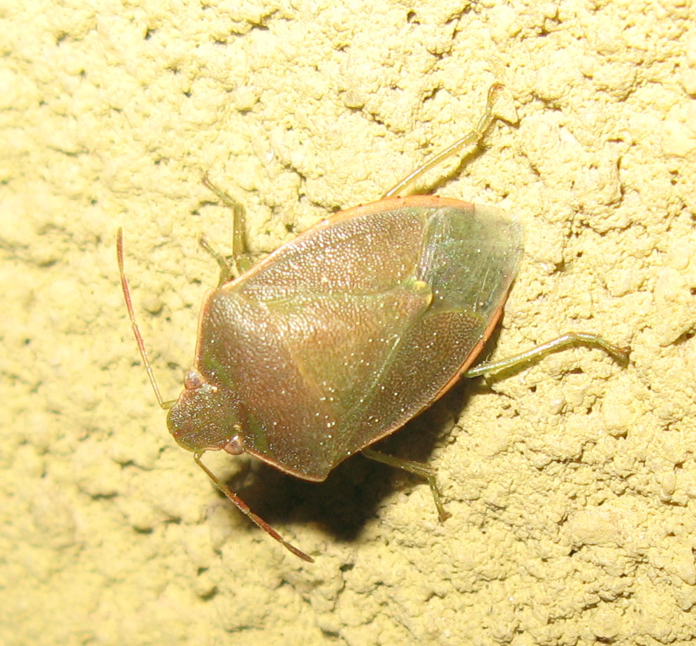 Acrosternum sp. ?