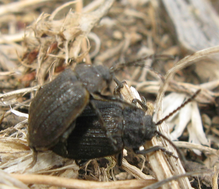 Coleottero da identificare: Galeruca interrupta (Chrysomelidae)