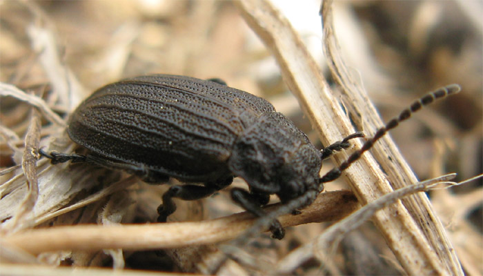 Coleottero da identificare: Galeruca interrupta (Chrysomelidae)