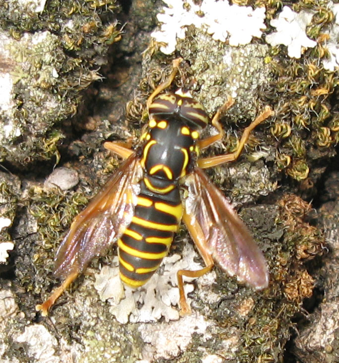 Mosca/vespa Spilomyia cf saltuum M (Syrphidae)