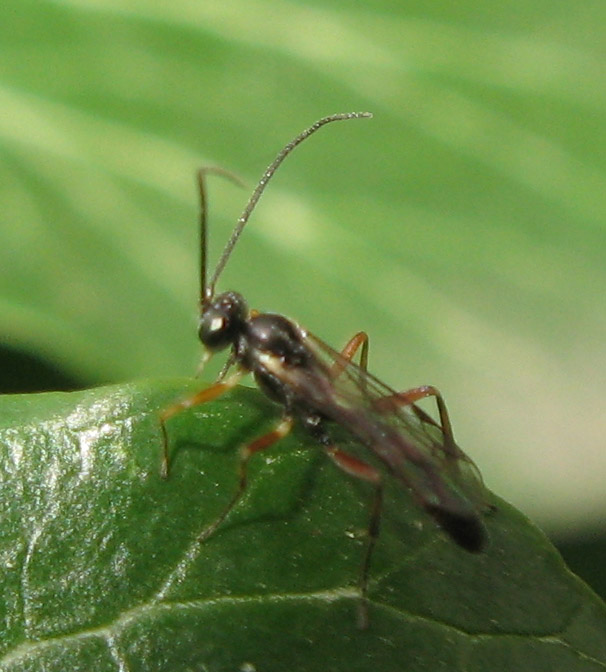 Piccolo imenottero: Ichneumonidae.