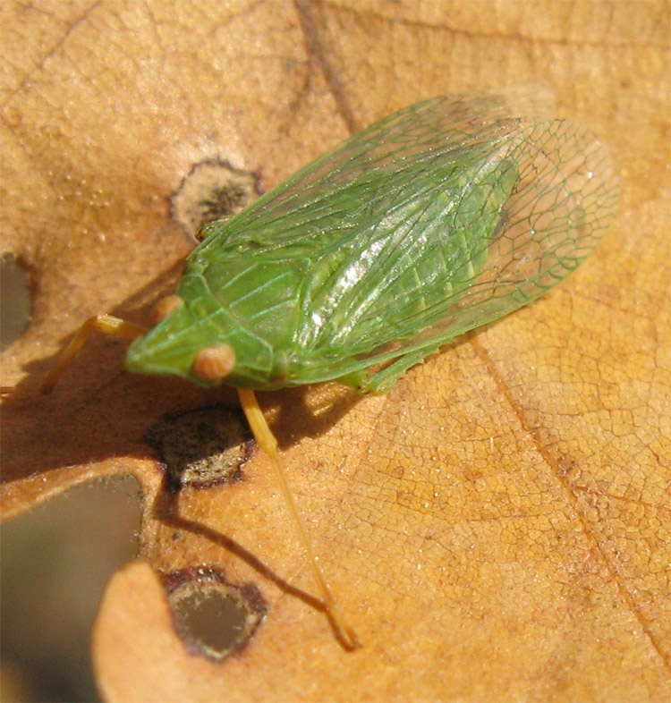 Dictyophara europaea