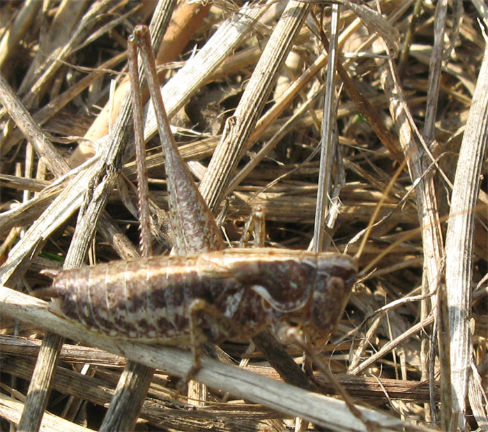 Rhacocleis germanica
