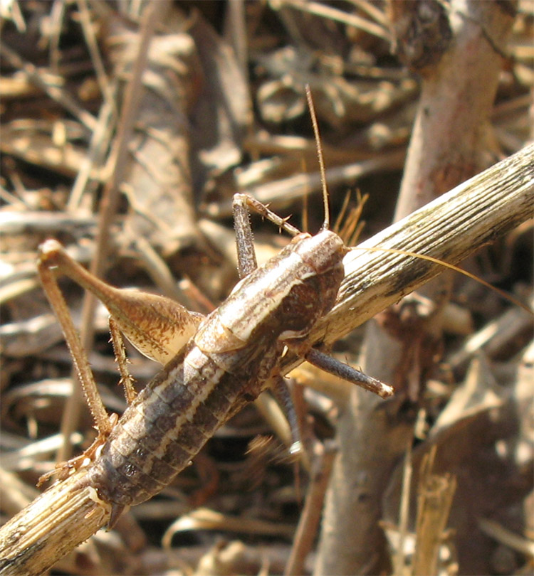 Rhacocleis germanica